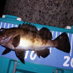 アジング自己最多記録再更新