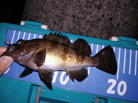 アジング自己最多記録再更新