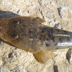 フラットフィッシュゲーム