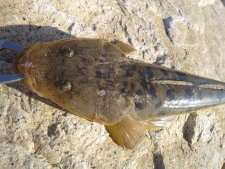 フラットフィッシュゲーム