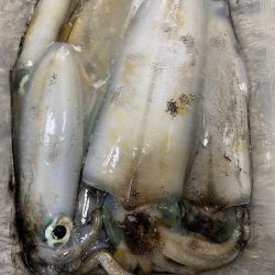 釣り人なら・・・