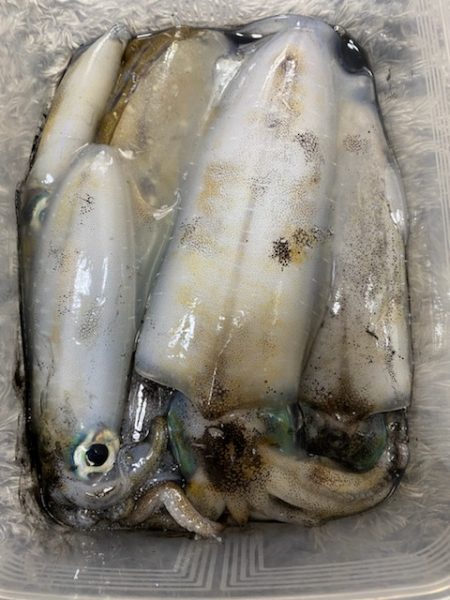 釣り人なら・・・