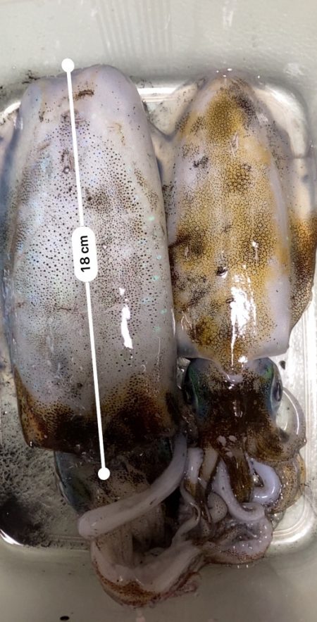 ２０ｃｍの壁が・・・