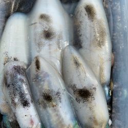 ラストエギ・・・