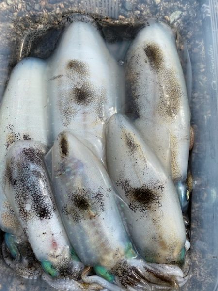 ラストエギ・・・