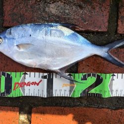 コバンアジ3匹、ムロアジ1匹