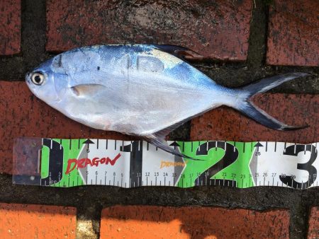 コバンアジ3匹、ムロアジ1匹