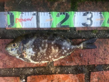 シマアジ、アイゴ、コバンアジ等