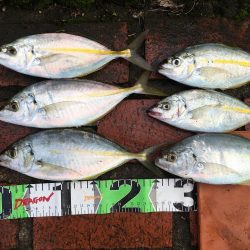 シマアジ、サンノジ、ムロアジほか