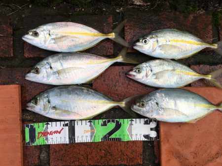 シマアジ、サンノジ、ムロアジほか