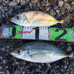 尺シマアジ、サンノジ40㎝ほか