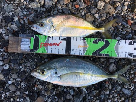 尺シマアジ、サンノジ40㎝ほか