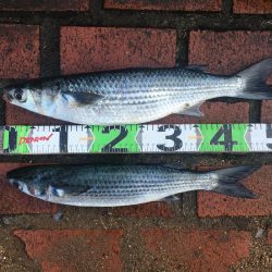 サンノジ2匹、ボラ2匹ほか