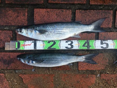 サンノジ2匹、ボラ2匹ほか