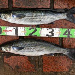 サンノジハゲ、ボラ2匹