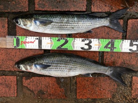 サンノジハゲ、ボラ2匹