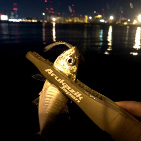 早朝アジングin大阪舞洲15（20201002）