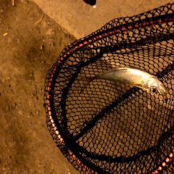 早朝アジングin大阪舞洲16（20201006）