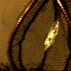 早朝アジングin大阪17舞洲(20201007)