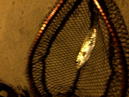 早朝アジングin大阪17舞洲(20201007)