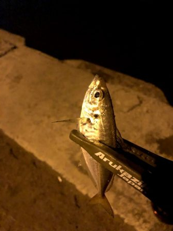 早朝アジングin大阪舞洲19（202010…