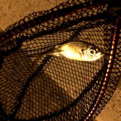 早朝アジングin大阪舞洲20（20201014）