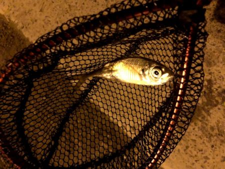 早朝アジングin大阪舞洲20（20201014）