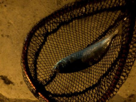 早朝アジングin大阪舞洲21（20201016）