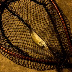 寒雨(かんう)で状況一変渋いアジング