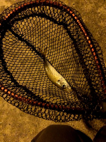 寒雨(かんう)で状況一変渋いアジング