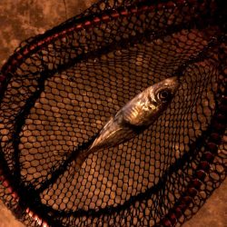 潮がわるい大阪舞洲で今日も苦戦中