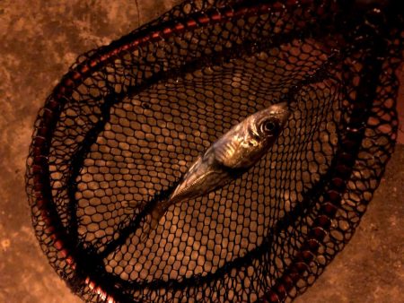 潮がわるい大阪舞洲で今日も苦戦中