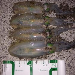 いろんなアタリ