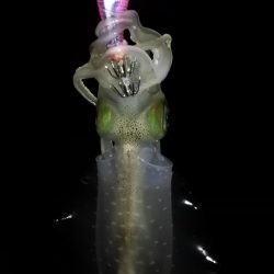 マヅメにエギング