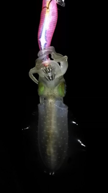 マヅメにエギング