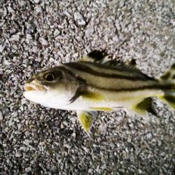 常備灯の港でナイター