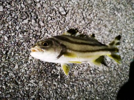 常備灯の港でナイター