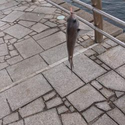 41cmなのでギリハマチということで