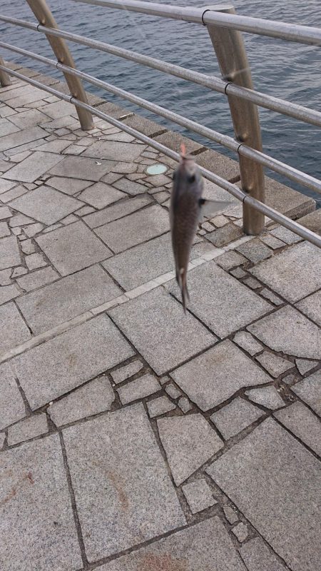 41cmなのでギリハマチということで