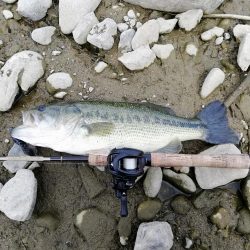 ギルフラット一択