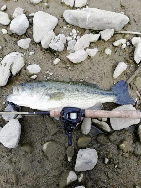 ギルフラット一択