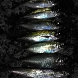 アジの時合は一瞬