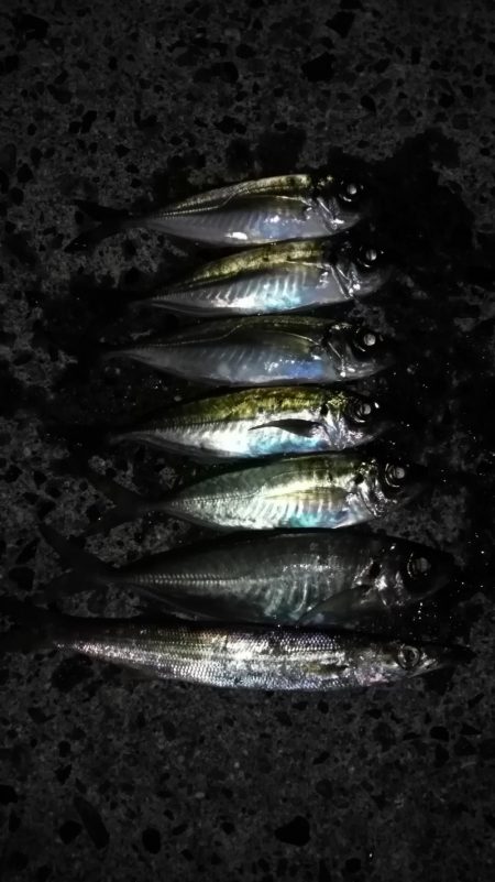 アジの時合は一瞬