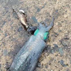 秋イカ調査　順調に育ってます