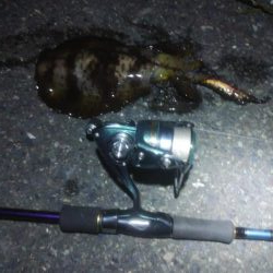 マゴチ＆エギング