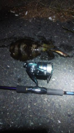 マゴチ＆エギング