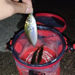 須磨でナイト豆アジング