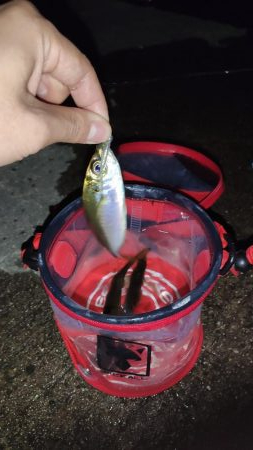 須磨でナイト豆アジング