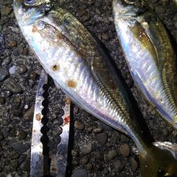 　良型アジ入れ喰い