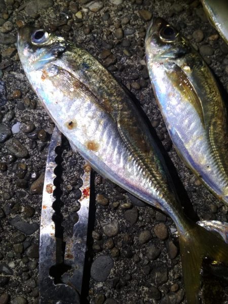 　良型アジ入れ喰い